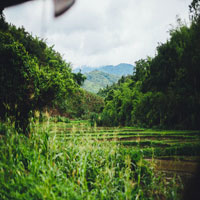 Plantation field